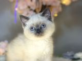 Mükemmel Güzellikte British Shorthair Blue Point