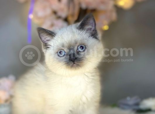 Mükemmel Güzellikte British Shorthair Blue Point görsel