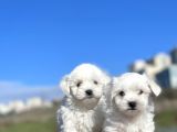 0 Numara Muhteşem Güzellikte Maltese Bebekler