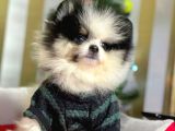 Party Color Boo Pomeranian Orjinal Yavrular