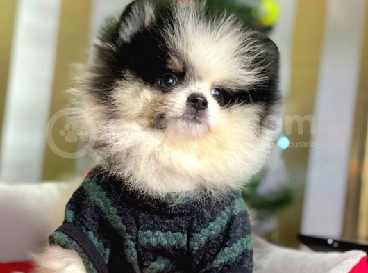 Party Color Boo Pomeranian Orjinal Yavrular görsel