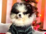 Party Color Boo Pomeranian Orjinal Yavrular