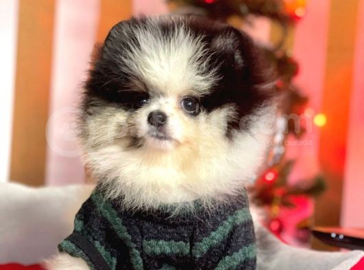 Party Color Boo Pomeranian Orjinal Yavrular görsel
