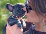 Süper Anatomi ve Compact Yapısı ile Blue French Bulldog Yavrumuz