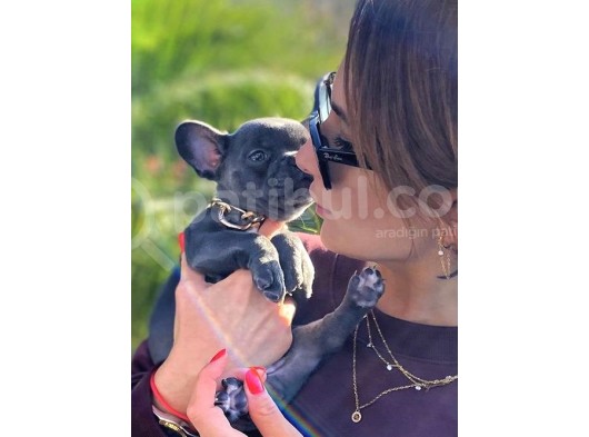 Süper Anatomi Ve Compact Yapısı Ile Blue French Bulldog Yavrumuz
