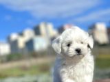 0 Numara Muhteşem Güzellikte Maltese Bebekler