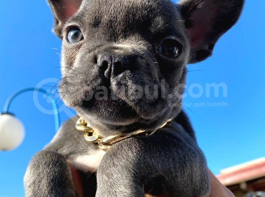 Muhteşem Tüy Ve Göz Rengi Ile Blue Frenchbulldog Yavrumuz