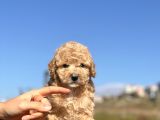 Safkan Mini Toy Dişi Yavrumuz