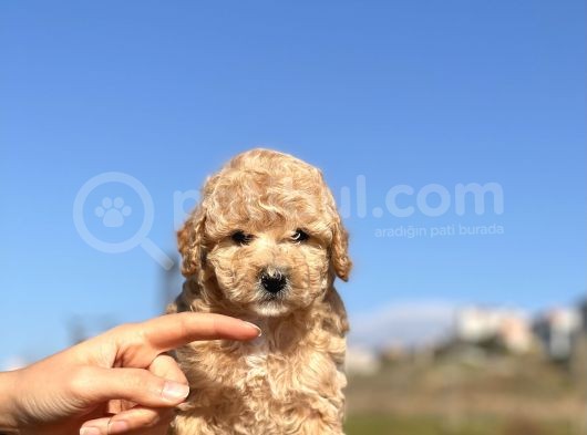 Safkan Mini Toy Dişi Yavrumuz