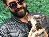 Görenleri Kendine Hayran Bırakan Blue Frenchbulldog Yavrumuz