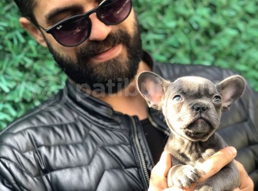Görenleri Kendine Hayran Bırakan Blue Frenchbulldog Yavrumuz görsel