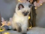 Mükemmel Güzellikte British Shorthair Blue Point