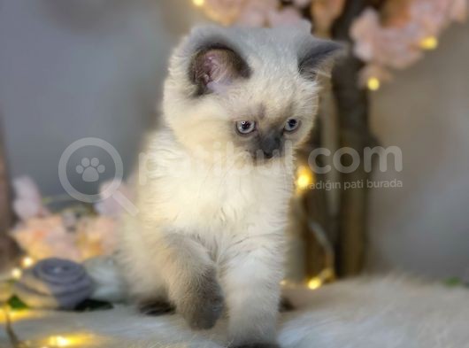 Mükemmel Güzellikte British Shorthair Blue Point