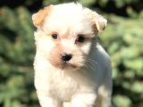 Xsmall Goldy Morkie Yavrumuz