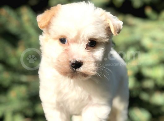 Xsmall Goldy Morkie Yavrumuz görsel