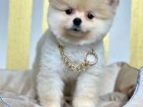 Ayıcık Sevimli Boo Pomeranian Yavrular