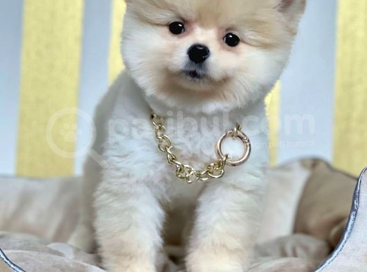 Ayıcık Sevimli Boo Pomeranian Yavrular görsel
