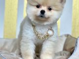 Safkan Teddy Surat Pomeranian Boo Yavrularımız