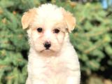 Toyface Toyboy Maltıpoo Yavrumuz