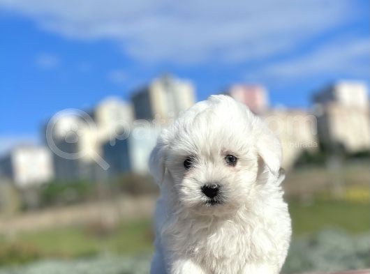 0 Numara Muhteşem Güzellikte Maltese Bebekler görsel