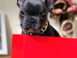 Görenleri Kendine Hayran Bırakan Blue Frenchbulldog Yavrumuz
