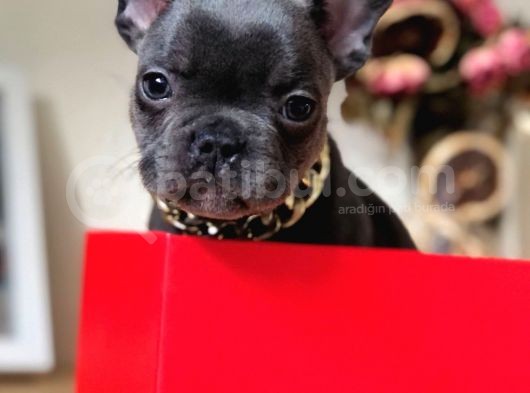 Görenleri Kendine Hayran Bırakan Blue Frenchbulldog Yavrumuz