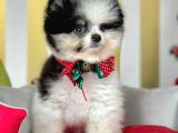 Safkan Teddy Surat Pomeranian Boo Yavrularımız