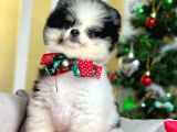 Safkan Teddy Surat Pomeranian Boo Yavrularımız