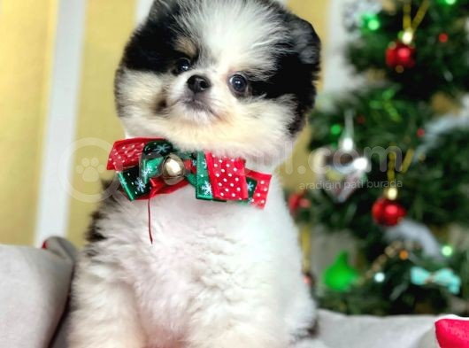 Safkan Teddy Surat Pomeranian Boo Yavrularımız görsel