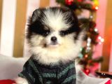 Party Color Boo Pomeranian Orjinal Yavrular