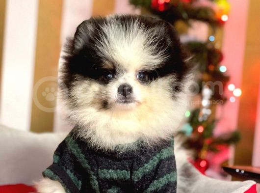 Party Color Boo Pomeranian Orjinal Yavrular görsel