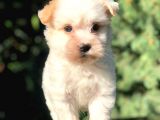 Xsmall  BabyFace Maltıpoo Yavrumuz
