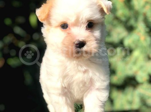 Xsmall  Babyface Maltıpoo Yavrumuz