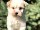 Xsmall Goldy Morkie Yavrumuz