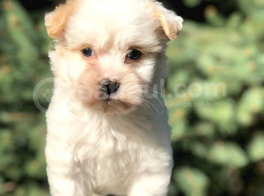 Xsmall Goldy Morkie Yavrumuz