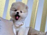 Ayıcık Sevimli Boo Pomeranian Yavrular