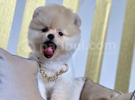 Ayıcık Sevimli Boo Pomeranian Yavrular