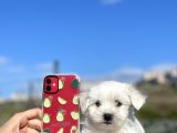0 Numara Muhteşem Güzellikte Maltese Bebekler