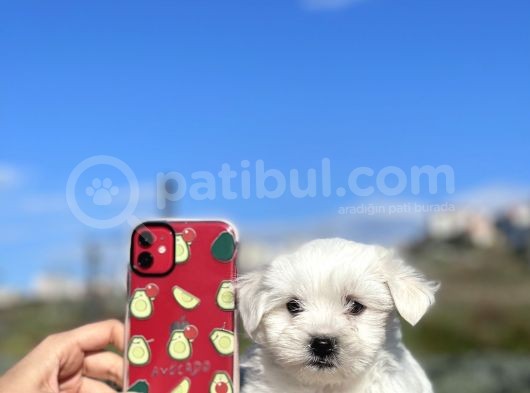 0 Numara Muhteşem Güzellikte Maltese Bebekler görsel