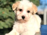 Toyface Toyboy Maltıpoo Yavrumuz