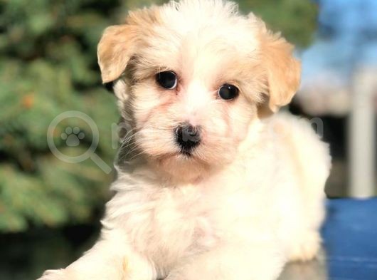 Toyface Toyboy Maltıpoo Yavrumuz görsel
