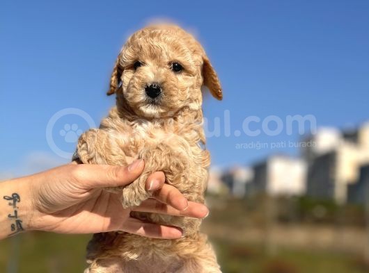 Safkan Mini Toy Dişi Yavrumuz görsel