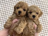 Toy Poodle Mini Boy Bebekler