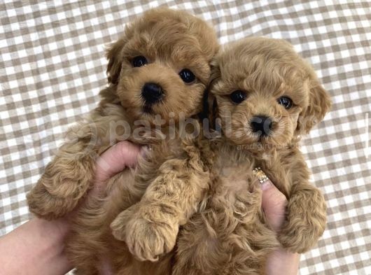 Toy Poodle Mini Boy Bebekler