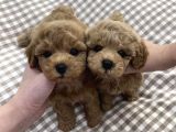 Toy Poodle Mini Boy Bebekler