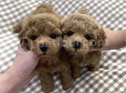 Toy Poodle Mini Boy Bebekler görsel