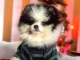Party Color Boo Pomeranian Orjinal Yavrular