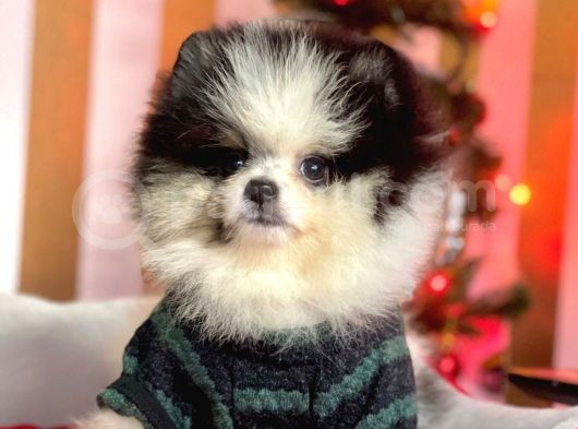Party Color Boo Pomeranian Orjinal Yavrular