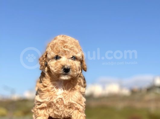 Safkan Mini Toy Dişi Yavrumuz görsel