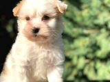 Xsmall  Babyface Maltıpoo Yavrumuz